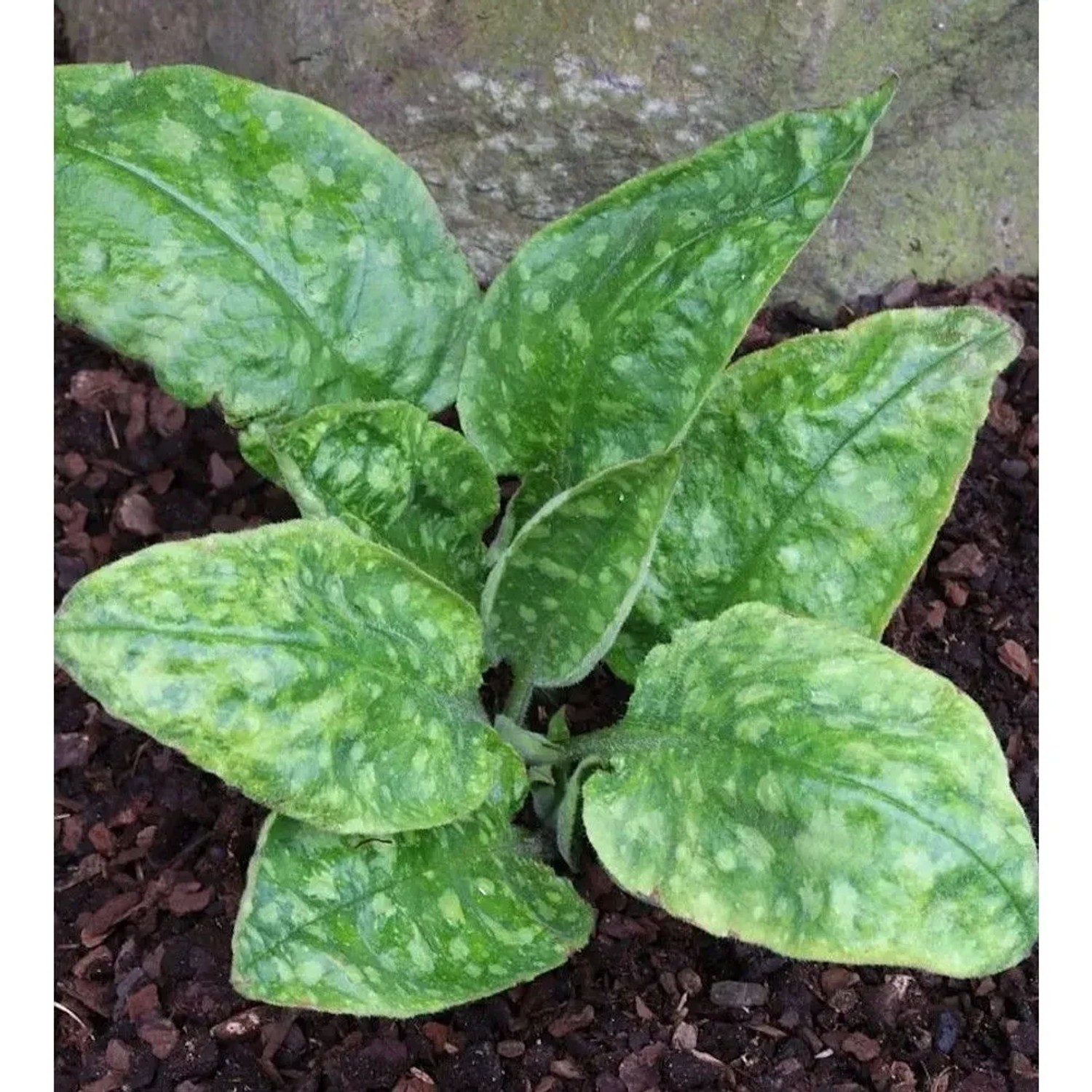 Echtes Lungenkraut Sissinghurst White - Pulmonaria officinalis