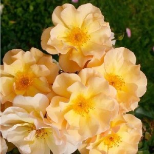 Rose 'Amber Sun' Rosa plantofix Gelbe Blüten