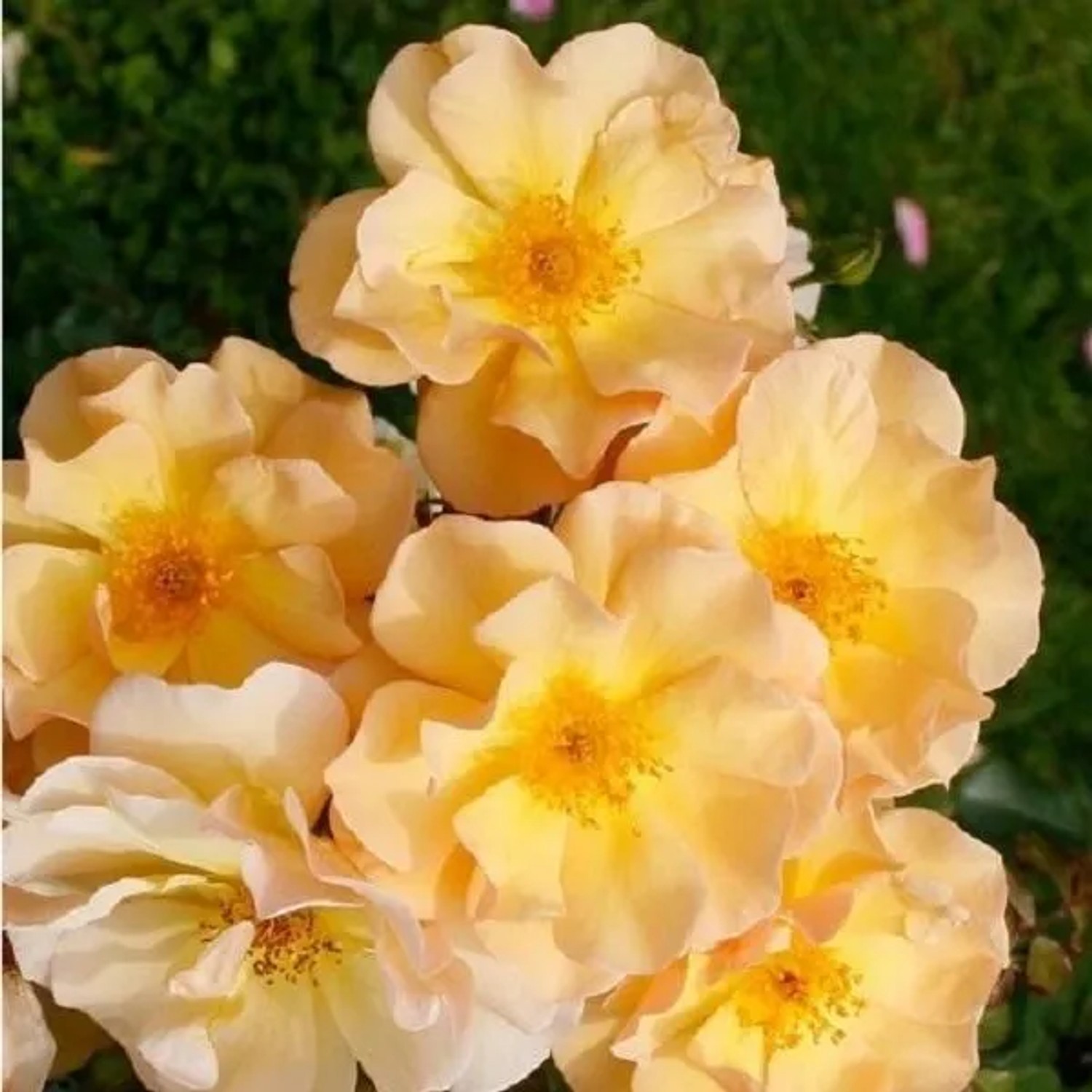 Rose 'Amber Sun' Rosa plantofix Gelbe Blüten
