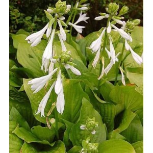 Grünblattfunkie Royal Standard (Hosta plantaginea) mit weißen Blüten und grünen Blättern.