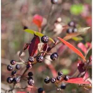 Apfelbeere 'Brilliant' (Aronia arbutifolia) mit roten Blättern und dunklen Beeren.