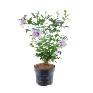 Hibiskus 'Tahiti Violett' im Topf, ca. 30-40 cm hoch, mit violetten Blüten und roter Mitte.