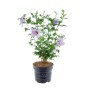 Hibiskus 'Tahiti Violett' im Topf, ca. 30-40 cm hoch, mit violetten Blüten und roter Mitte.