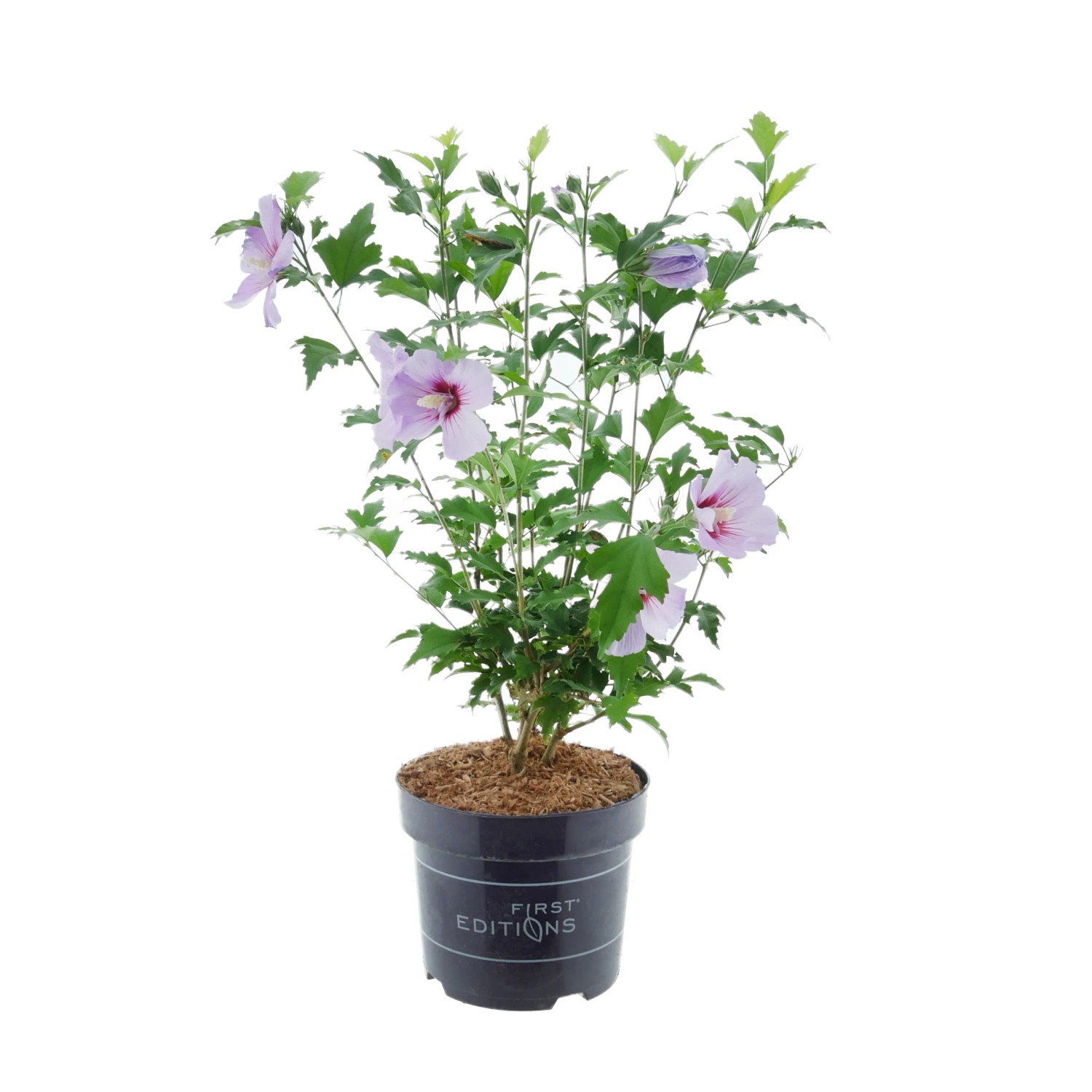 Hibiskus Tahiti Violett Höhe ca. 30-40 cm Topf ca. 3,5, Hibiscus syriacus