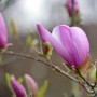 Nahaufnahme einer rosa-weißen Säulen-Magnolienblüte (Magnolia Sentinel) an einem Strauch.