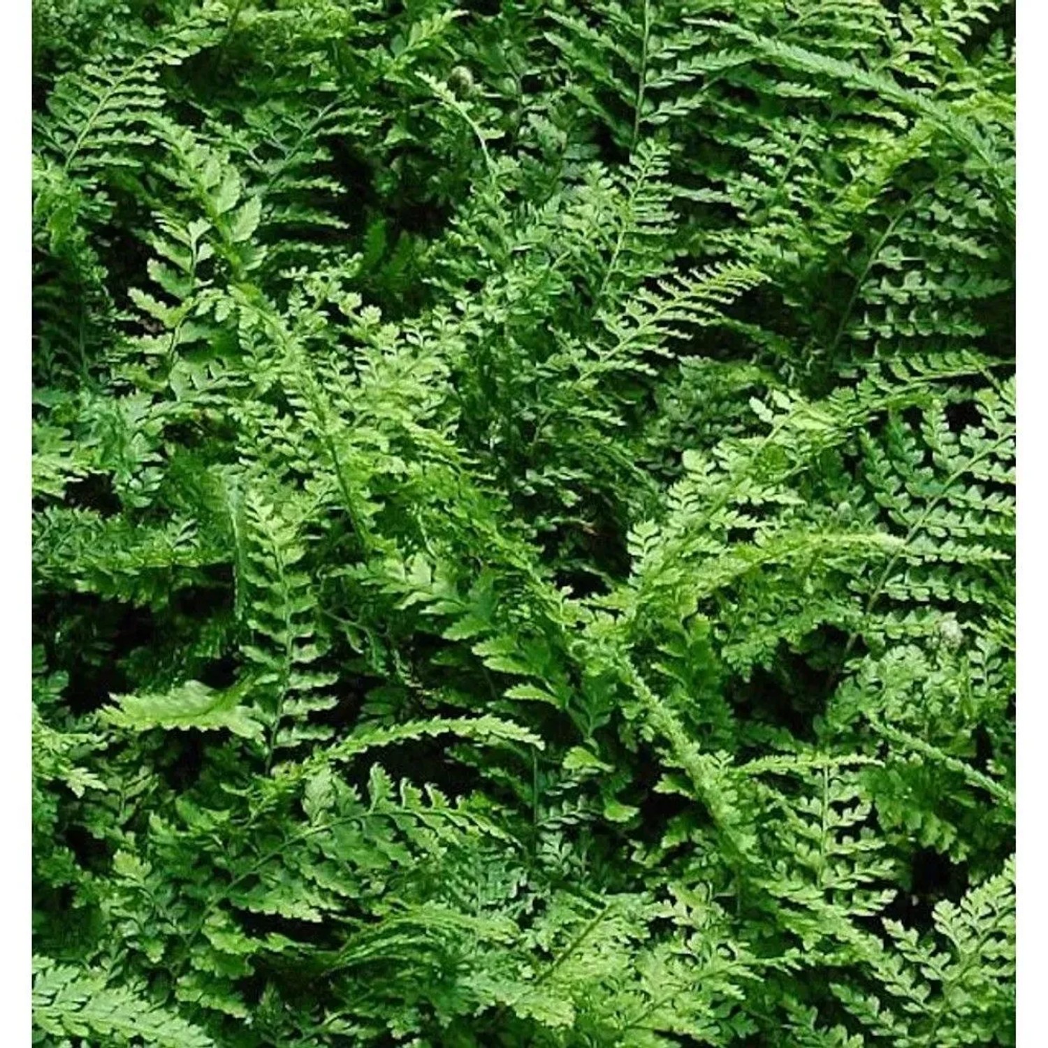Weicher Schildfarn Proliferum - Polystichum setiferum