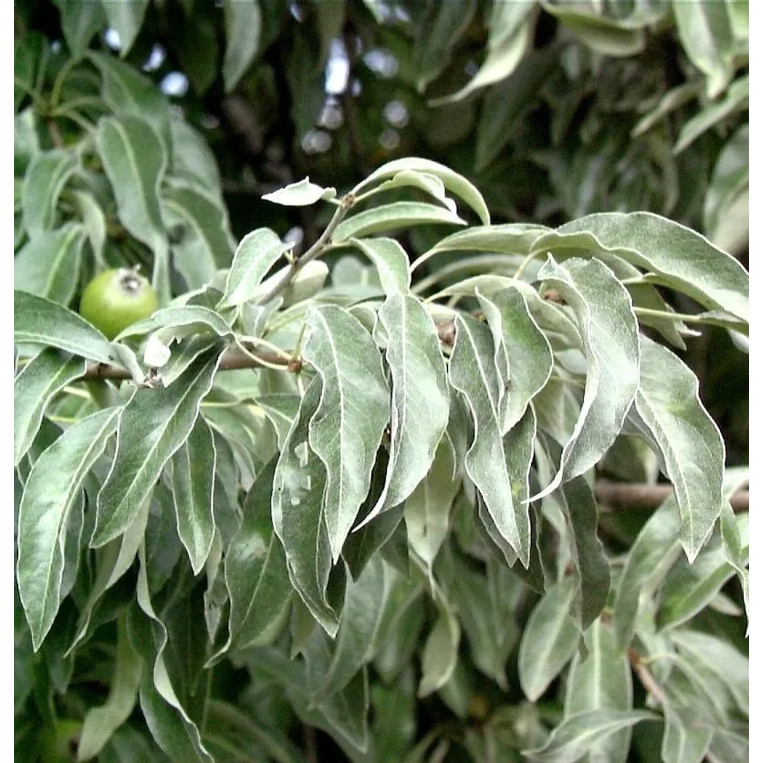 Wildbirne 60-80cm - Pyrus communis