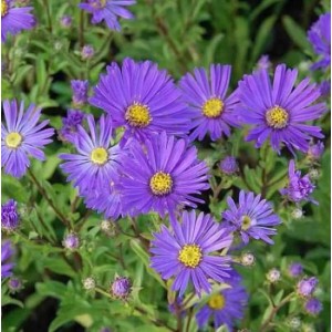 Nahaufnahme der violetten Blüten der Sommeraster Veilchenkönigen.