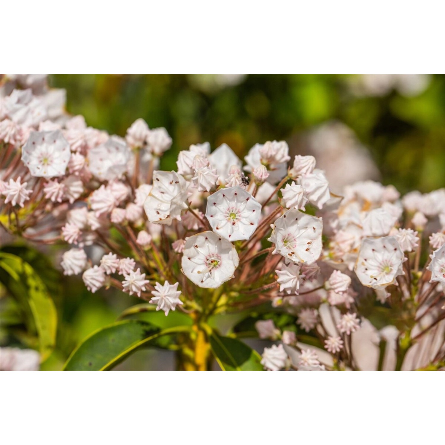 Kalmia Latifolia Elf Berglorbeer Rosa-Weiß 20–30 cm günstig online kaufen