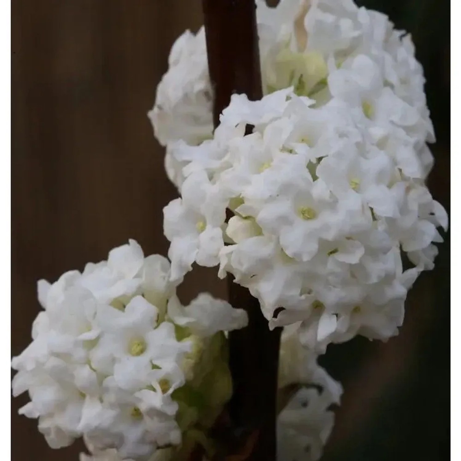 Winter Duftschneeball Candidissimum 40-60cm - Viburnum farreri