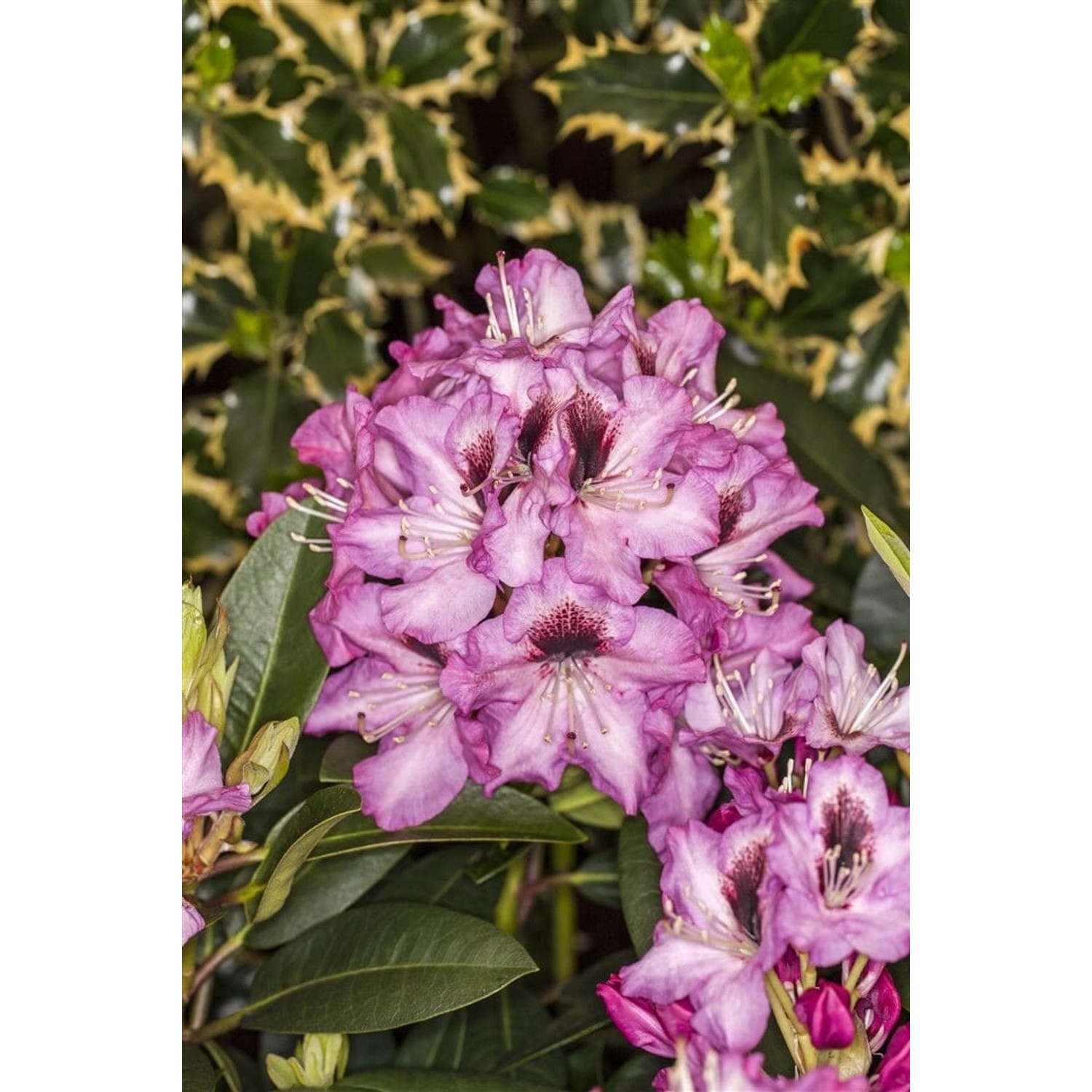 Rhododendron Hybr. Kokardia Rhododendron Rot-Weiß 40–50 cm günstig online kaufen
