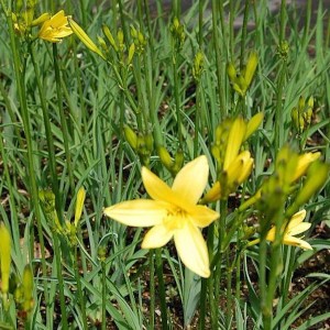 Gelbe Wiesen Taglilie (Hemerocallis lilioasphodelus) im Gartenbeet.