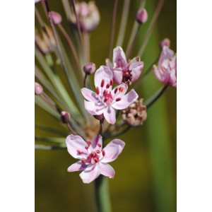 Nahaufnahme: Rosa Schwanenblume (Butomus umbellatus) im Topf, zarte Blüten mit roten Akzenten.