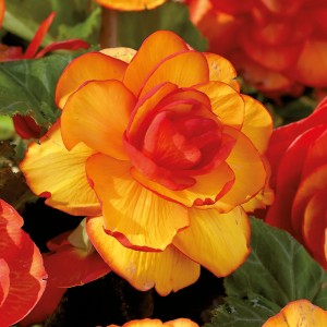 Nahaufnahme einer gelb-roten Begonie Picotee von GROW by OBI. Dekorative Blumenzwiebel mit zweifarbigen Blüten.