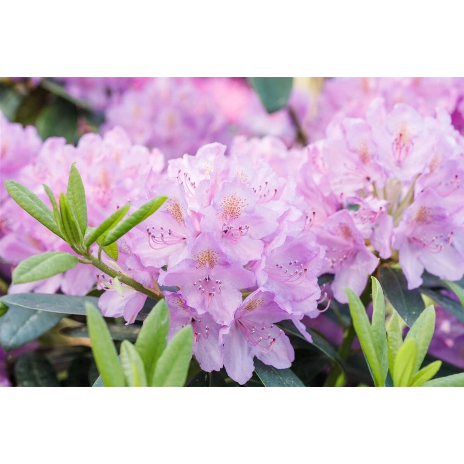 Rhododendron INKARHO ® lila Dufthecke 140-160 cm INKARHO günstig online kaufen