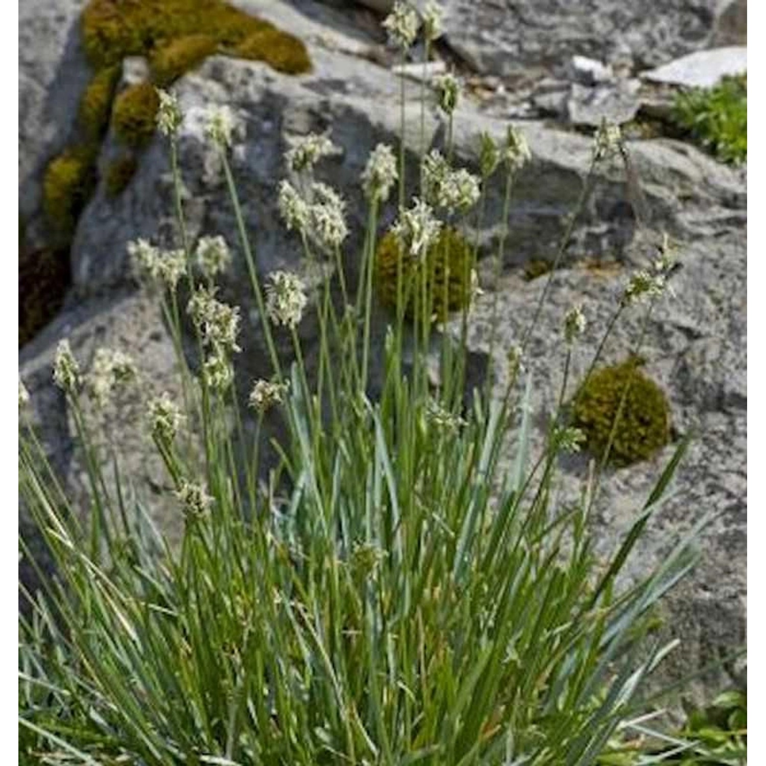 Kalk Blaugras - Sesleria albicans günstig online kaufen