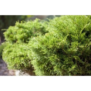 Buschiger, grüner Juniperus Pfitzeriana Mint Julep Wacholder, 20-30 cm hoch.