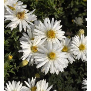 Nahaufnahme der weißen Blüten der Kissenaster Niobe (Aster dumosus) im Garten.