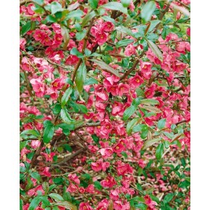 Detailaufnahme der leuchtend roten Blüten der Zierquitte Chaenomeles Rubra.