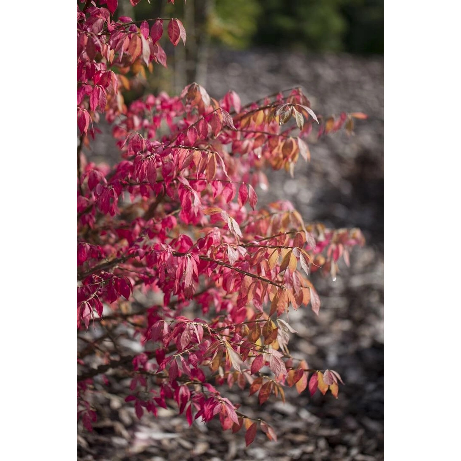 Euonymus Alatus Unforgettable Fire Flügel-Spindelstrauch 40–50 cm günstig online kaufen