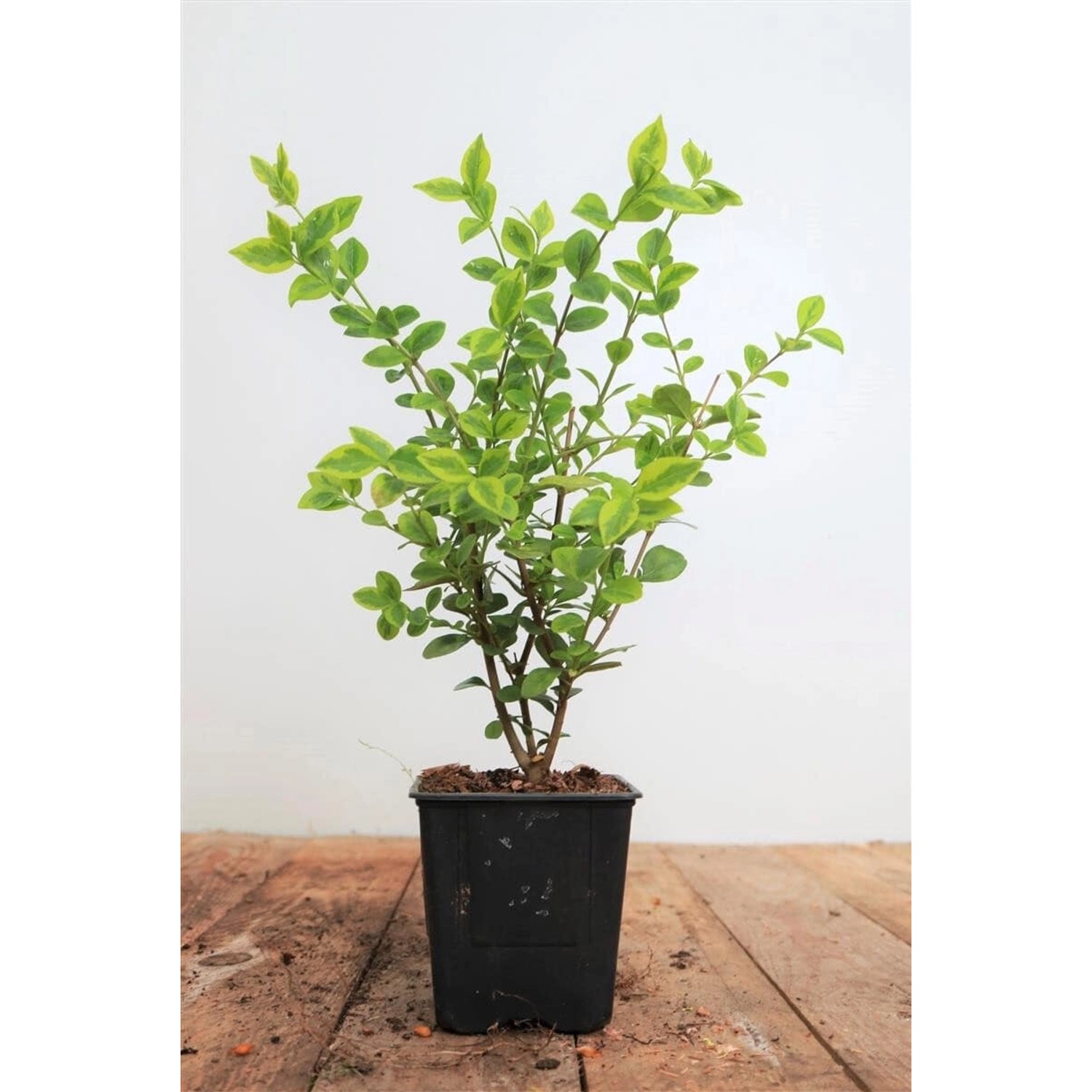 Ligustrum ovalifolium 'Aureum' ca. 9x9 cm Topf günstig online kaufen