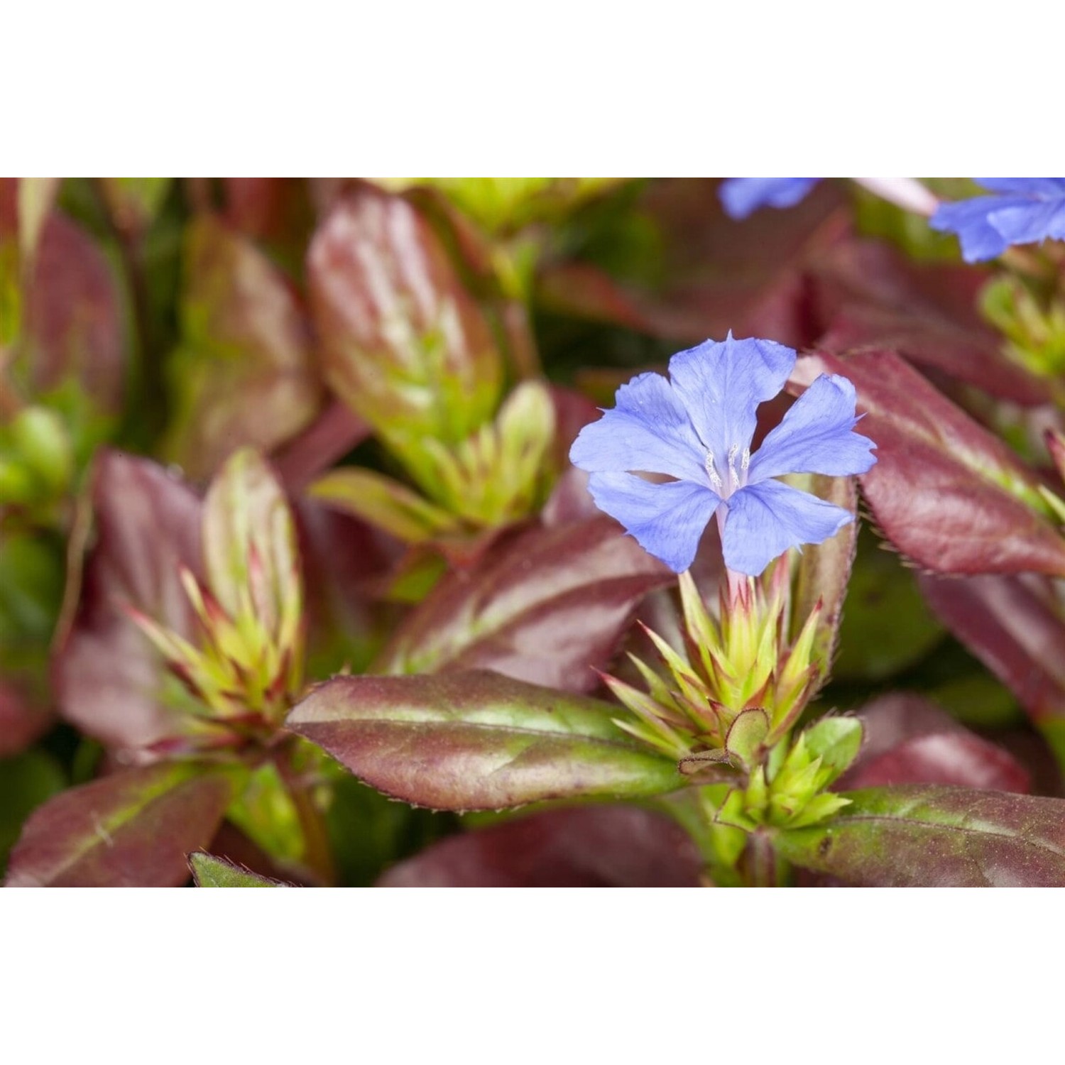 Ceratostigma Plumbaginoides Bleiwurz Blau Blühend Ca. 9x9 cm Topf günstig online kaufen