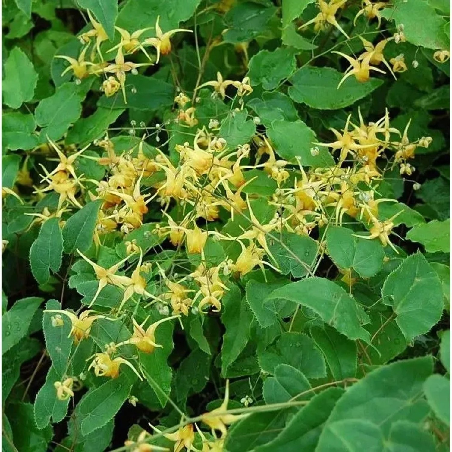 Elfenblume Amber Queen - Epimedium Hybrid