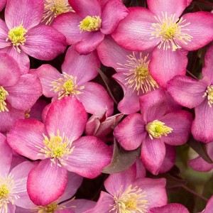 Berg-Waldrebe 'Freda' Clematis montana 50 bis 60 cm im Container Rosa Blüten