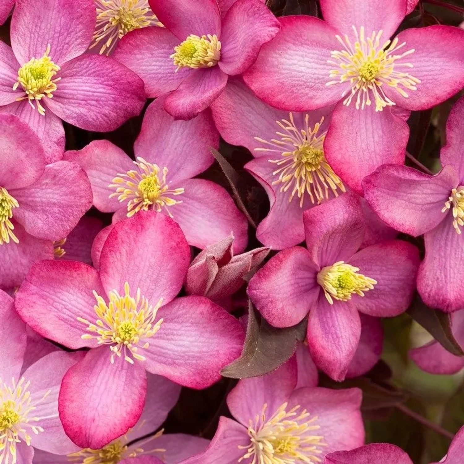 Berg-Waldrebe 'Freda' Clematis montana 50 bis 60 cm im Container Rosa Blüten