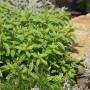 Blu Bio-Zitronenverbene (Aloysia) im Topf, grüne Blätter. Küchenkräuter für Tee und Speisen.