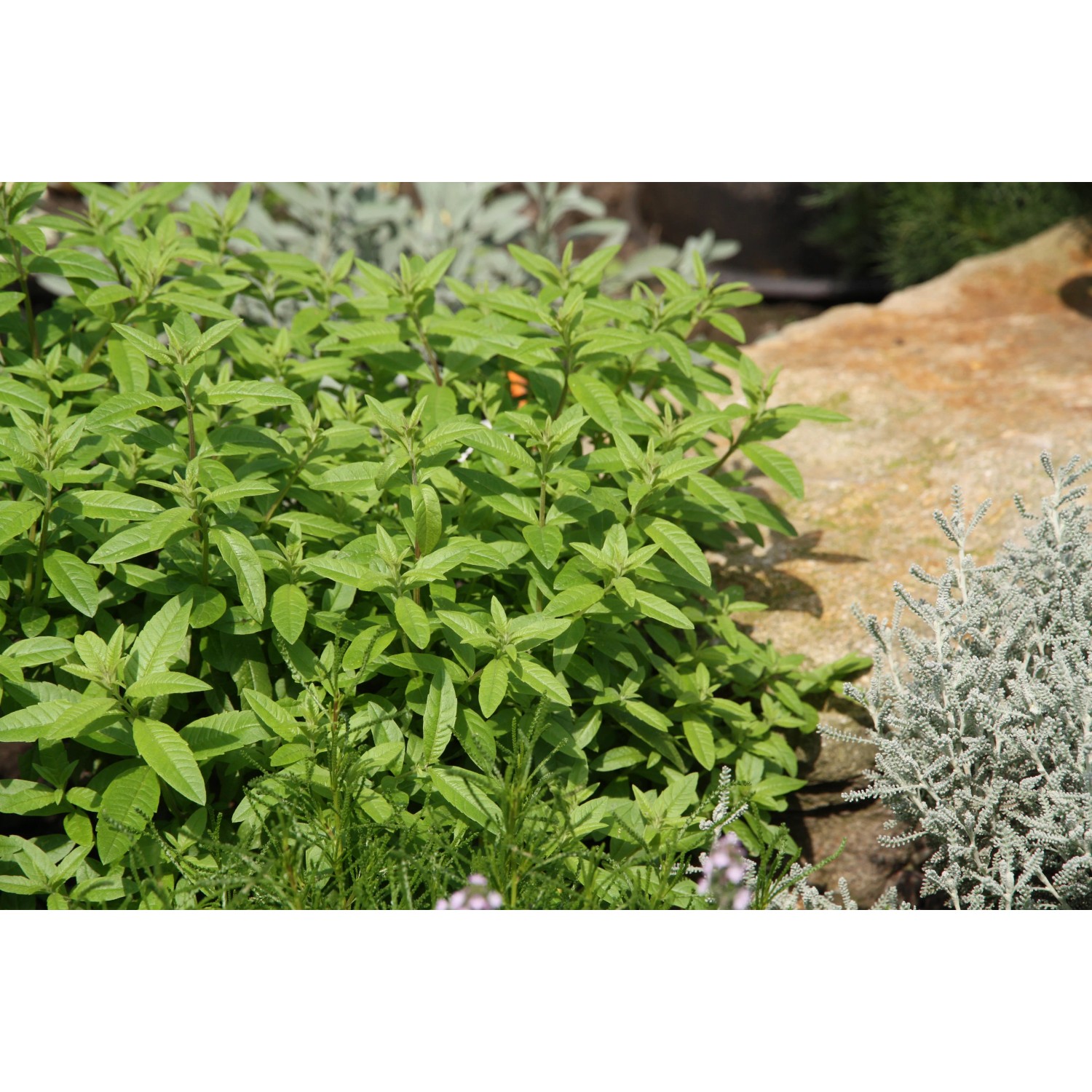 Blu Bio-Zitronenverbene (Aloysia) im Topf, grüne Blätter. Küchenkräuter für Tee und Speisen.