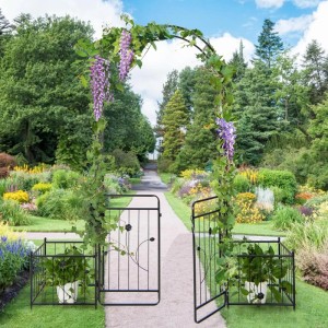 Schwarzer Rosenbogen mit Tür und Pflanzkästen im Garten, bewachsen mit lila Blüten.