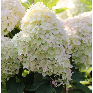 Rispenhortensie 'Phantom' mit cremeweißen Blütenständen im Detail.