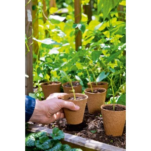 Romberg Anzuchttöpfe, 11 cm, 10 Stück, aus Zellulose, mit kleinen Pflanzen, werden in ein Beet gepflanzt.