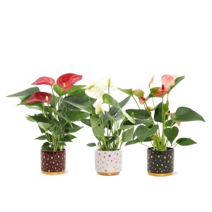 Flamingoblume Farbauswahl im Keramik-Gefäß Topf-Ø ca. 7 cm Anthurium andreanum