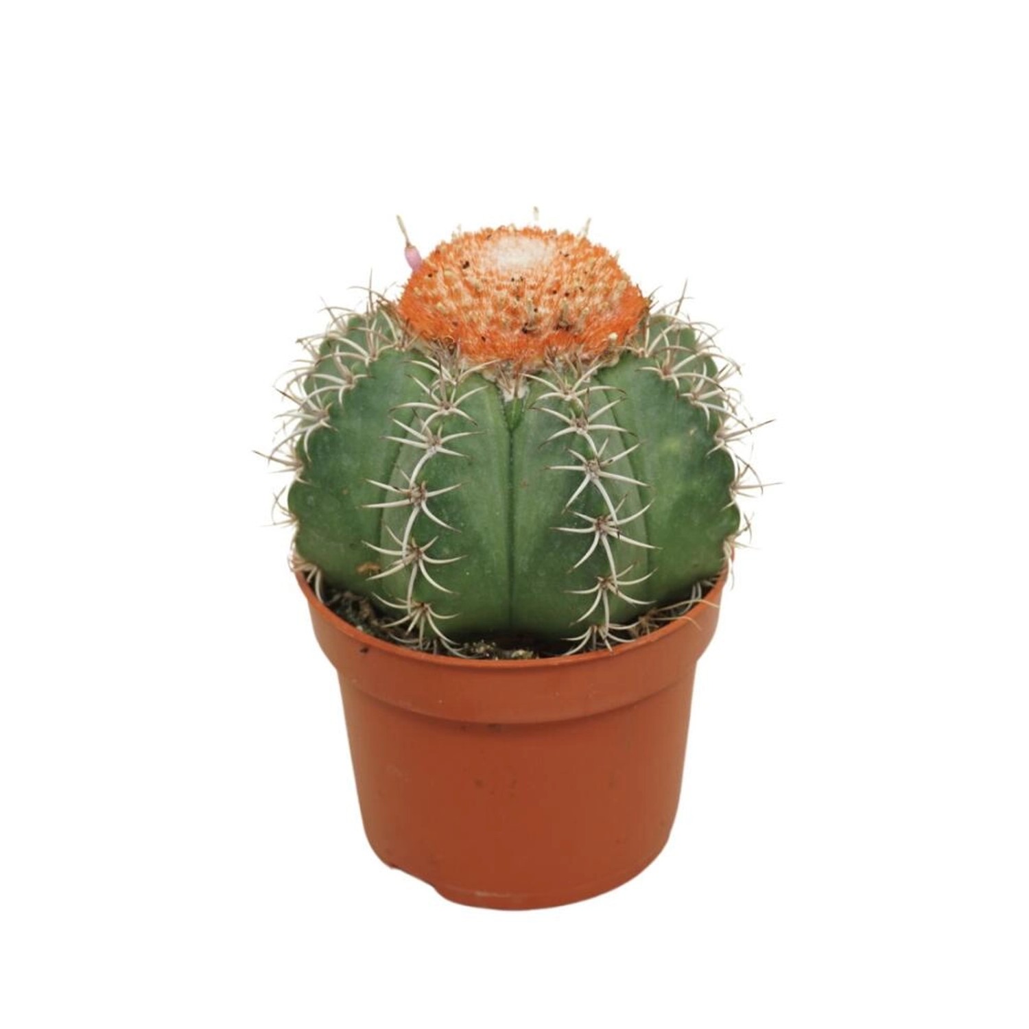 Exotenherz Melonenkaktus mit Haube Melocactus Matanzanus mit Cephalium 10,5cm Topf