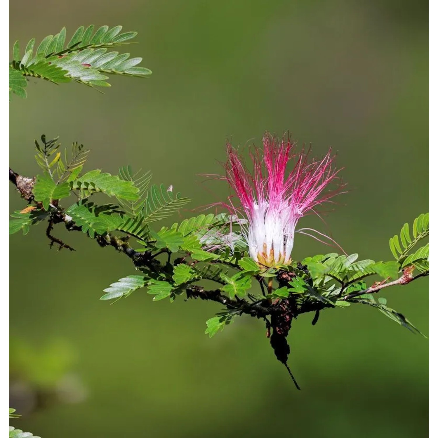 Puderquastenstrauch Dixie Pink 60-80cm - Calliandra surinamensis