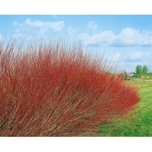 Kompakte Purpur-Weide 'Nana', 15–20 cm, mit roten Trieben im Garten.