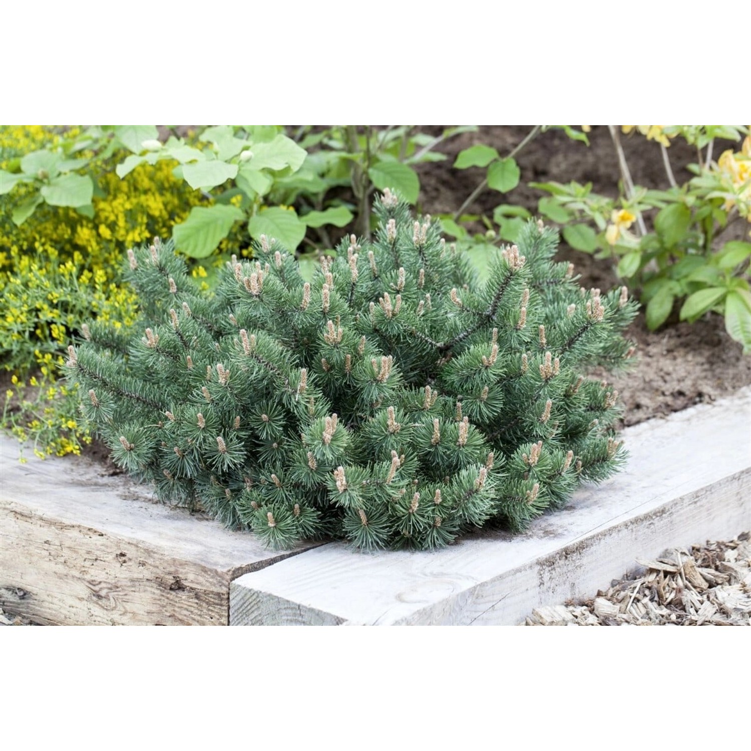 Pinus Mugo Humpy Bergkiefer Kompakt 100–125 cm günstig online kaufen