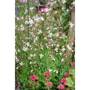 Prachtkerze 'Summer Breeze' im 9x9 cm Topf, weiße Blüten, grüne Blätter. Blühende Zimmerpflanze.