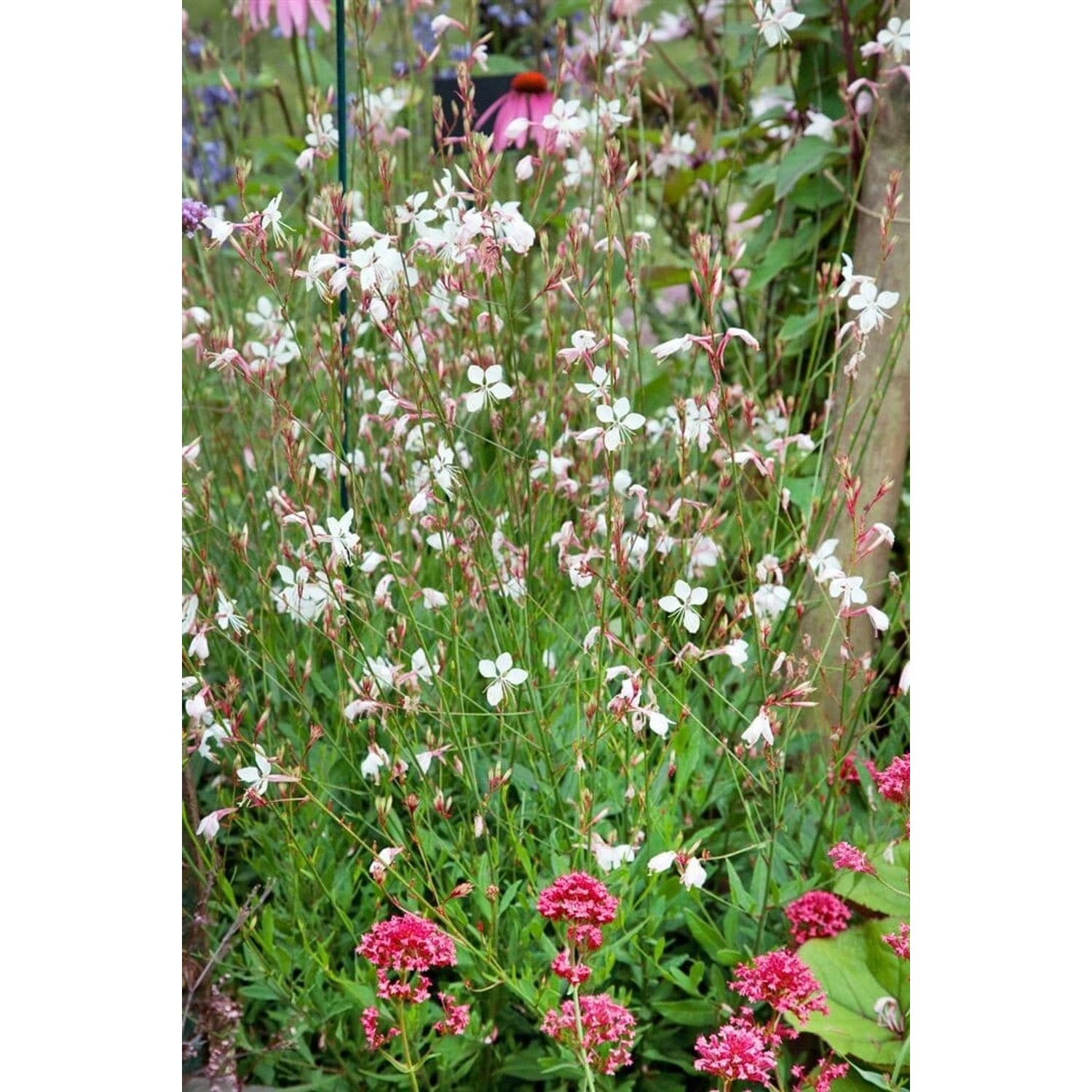 Gaura Lindheimerii Prachtkerze Summer Breeze Ca 9x9 cm Topf günstig online kaufen