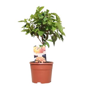 Kaki Stämmchen im Topf, ca. 30-40 cm hoch. Exotisches Obstgehölz für sonnige Standorte.