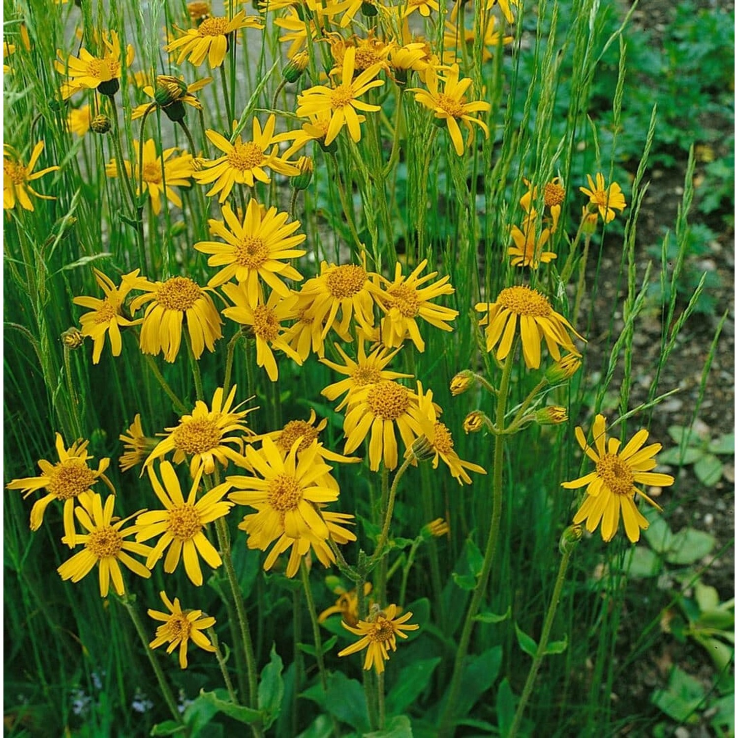 Arnica Chamissonis Amerikanische Arnika Ca. 9x9 cm Topf günstig online kaufen