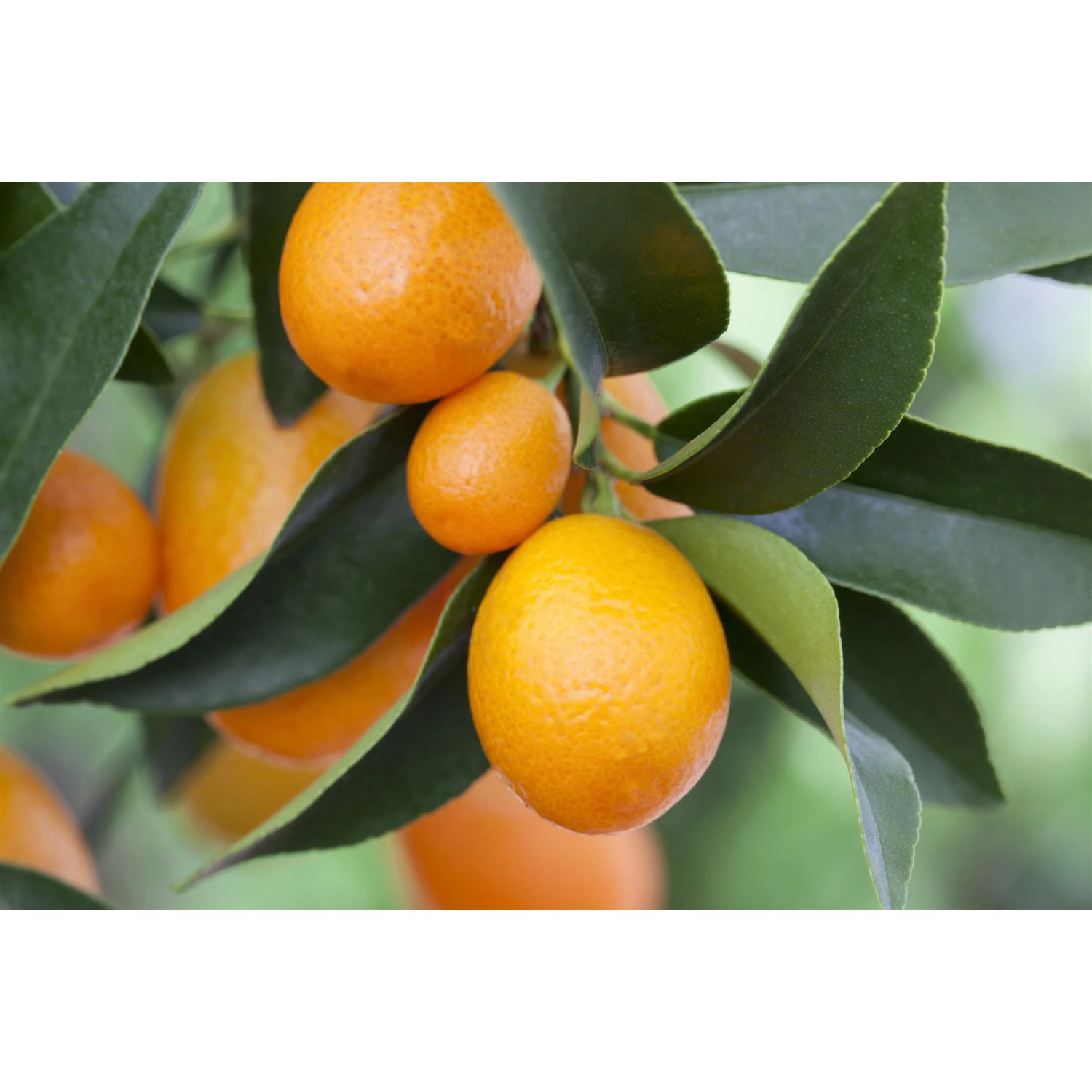 Kumquat Stamm Topf-Ø ca. 20 cm Fortunella margarita