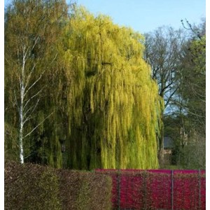 Trauerweide (Salix alba) mit herabhängenden, gelbgrünen Zweigen im Garten.