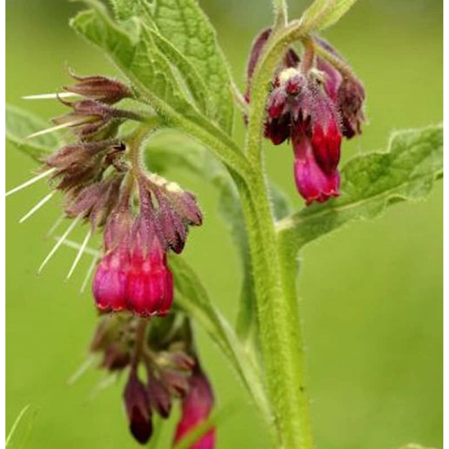 Rote Garten Beinwell - Symphytum rubrum günstig online kaufen