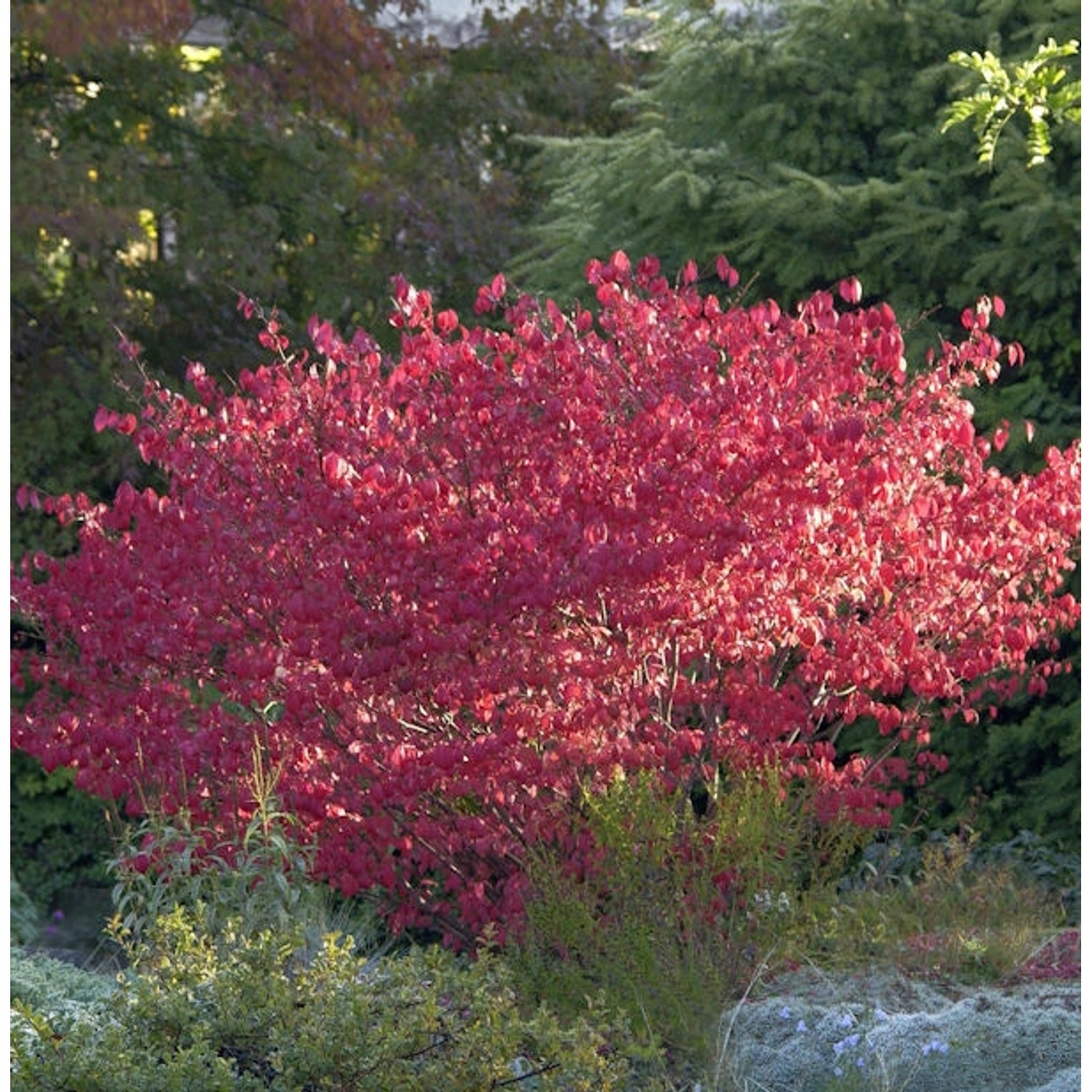 Korkflügelstrauch Compactus 60-80cm - Euonymus alatus günstig online kaufen