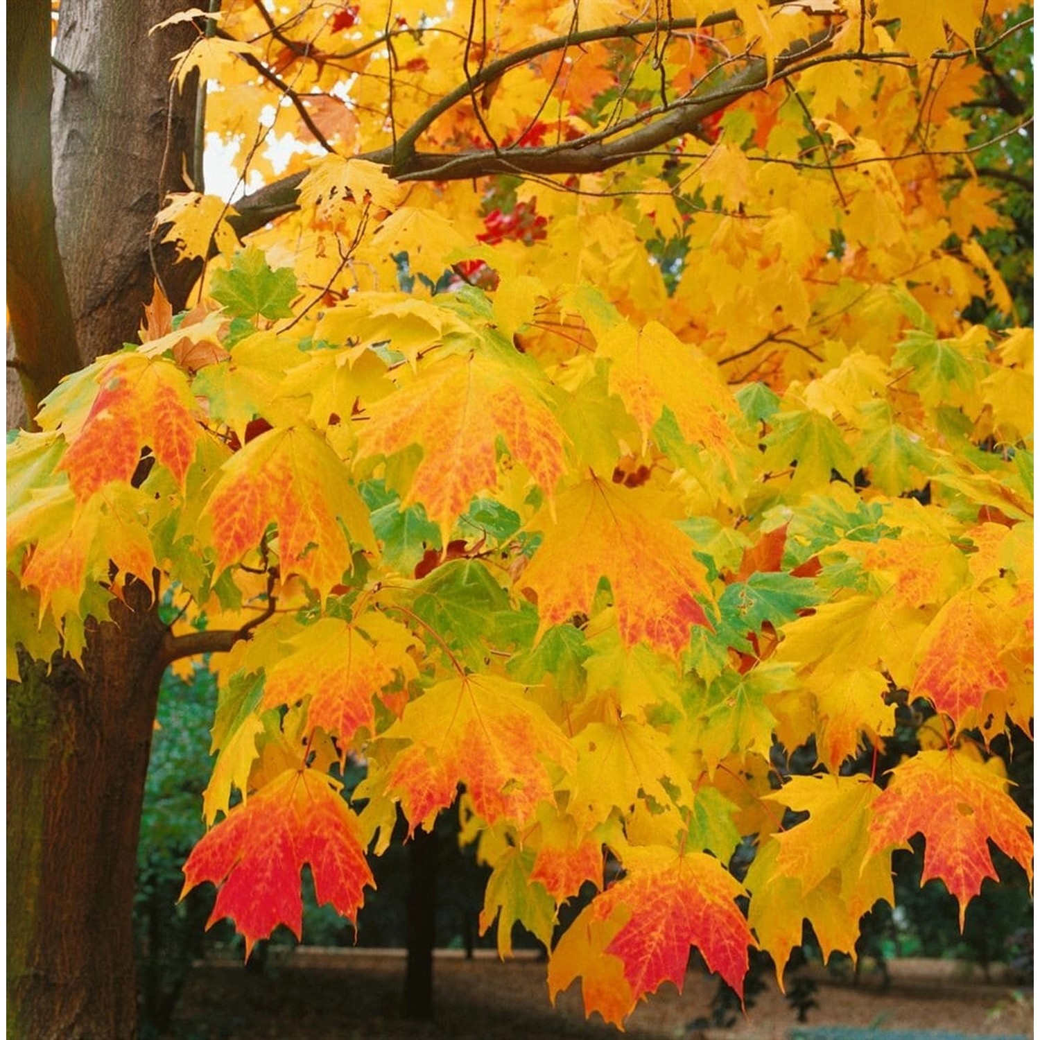Acer Saccharum Zuckerahorn 60–100 cm günstig online kaufen