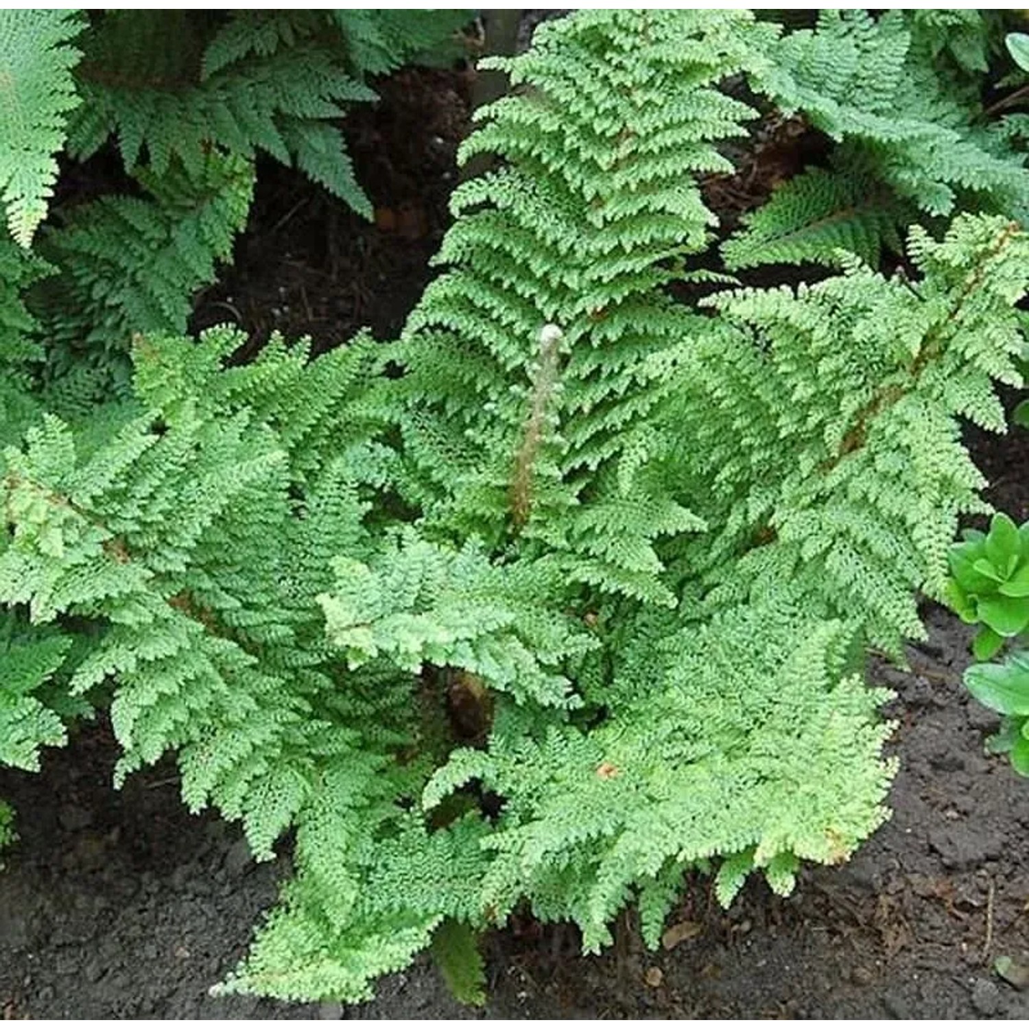 Weicher Schildfarn Plumosum Densum - Polystichum setiferum