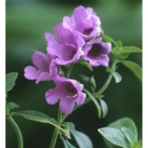 Nahaufnahme der lila Blüten der Strauchminze (Prostanthera cuneata).